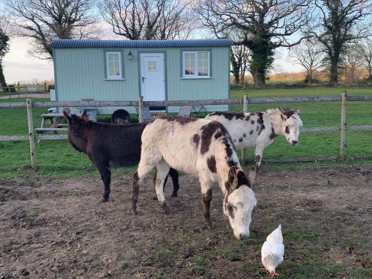 Starry Meadow & Rescued Animal Experiences Vila Great Yarmouth Exterior foto