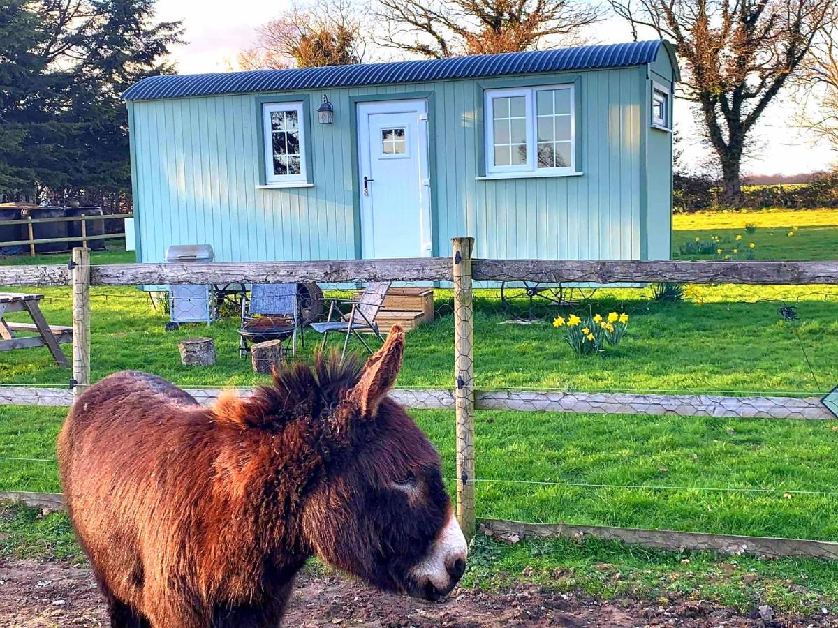 Starry Meadow & Rescued Animal Experiences Vila Great Yarmouth Exterior foto